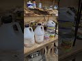 The patience paid off spalted wood transformation #satisfying #woodworking