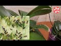Трипс на орхидеях как определить и как избавиться