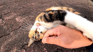 「頭を撫でろ」みたいな野良猫が可愛過ぎる