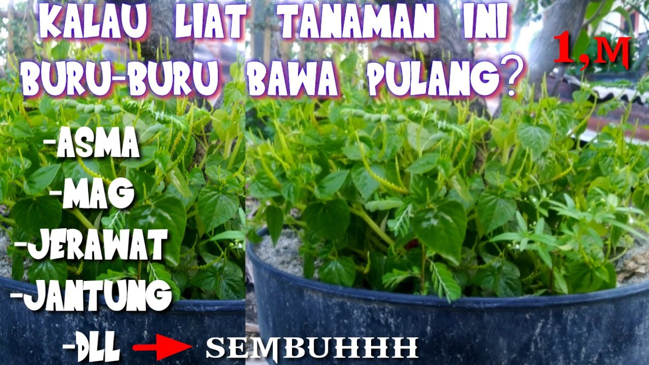 tanaman herbal seharga 1,m 