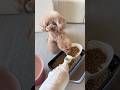 フードが無くなったのを見たらどうなる？#dog #cutedog