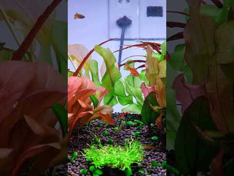 Aponogeton Ulvaceus Flower / thanh aquatic 🌱