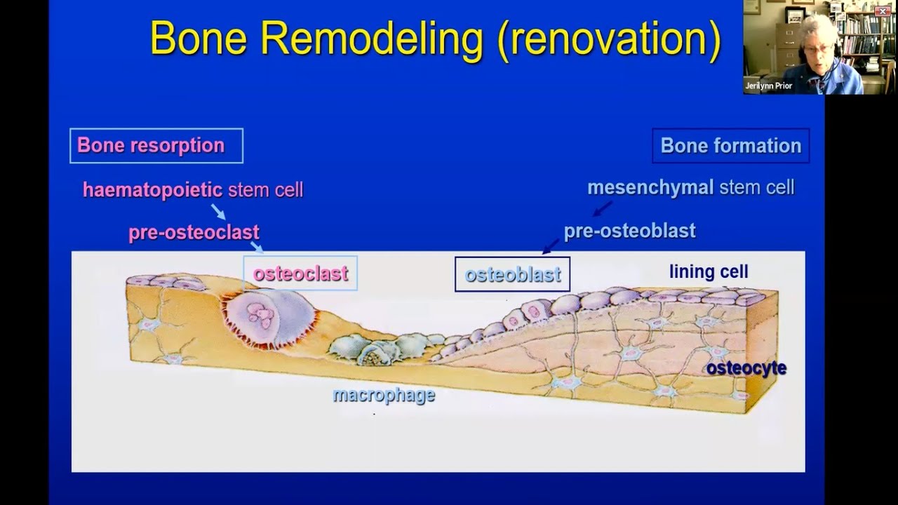 Older Women's Fracture Prevention: the importance of bone formation