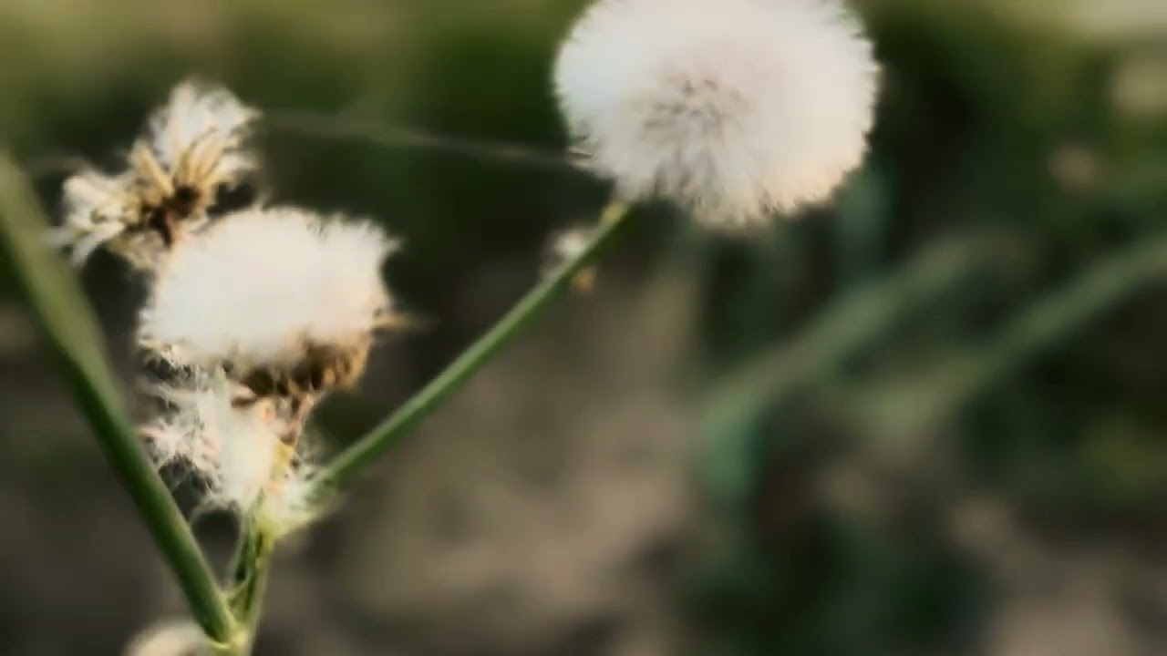 Living in a Time Loop: A Nolan-Style Life Story