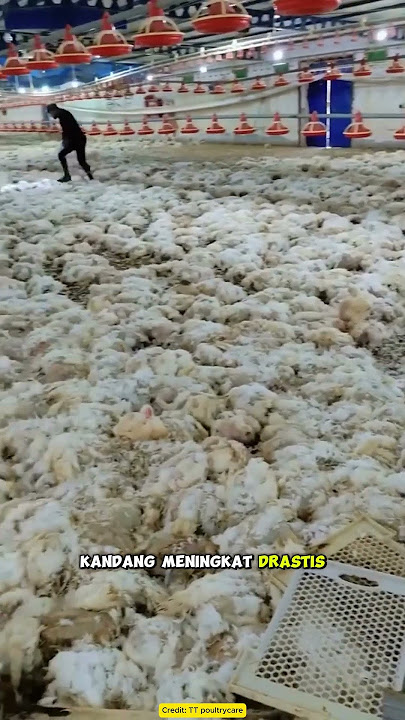 Thousands of Chickens Suddenly Die Due to Power Outage!