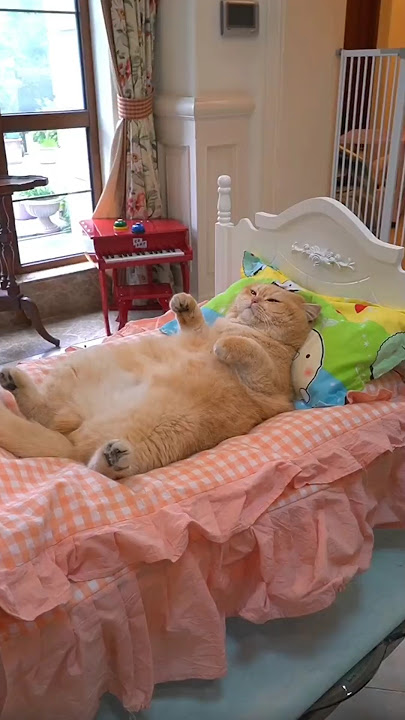 Oyen Karyawan Kantor. 😑😪😴 #shortsfeed #cat #kucing #shorts