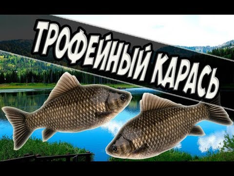 русская рыбалка карась