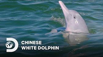 Chinese White Dolphin | Greater Bay Area 2024 | Discovery Channel Southeast Asia