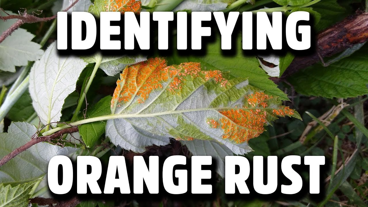 Identification of Orange Rust on Black Raspberries and Brambles YouTube