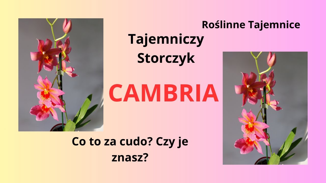Cambria Co to jest za storczyk? Czy znacie Cambrie? Jak kwitnie Cambria?