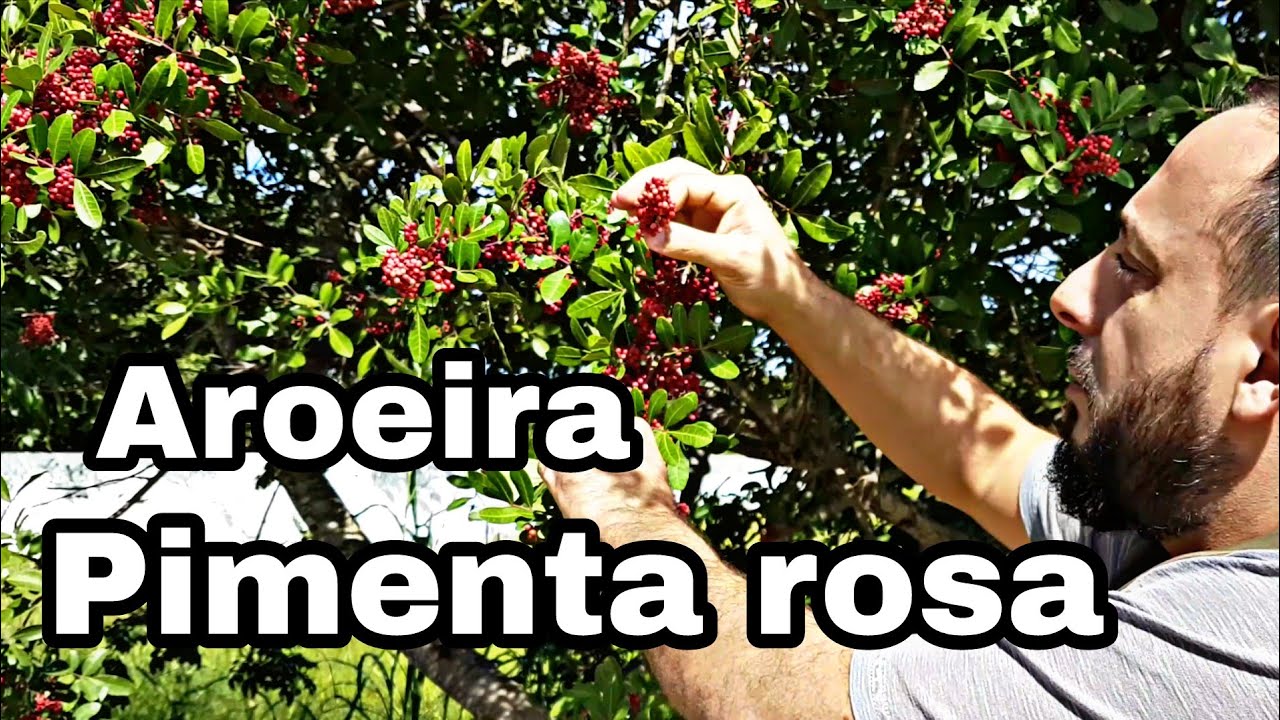 Pimenta Rosa. Aroeira. Árvore de aroeira.