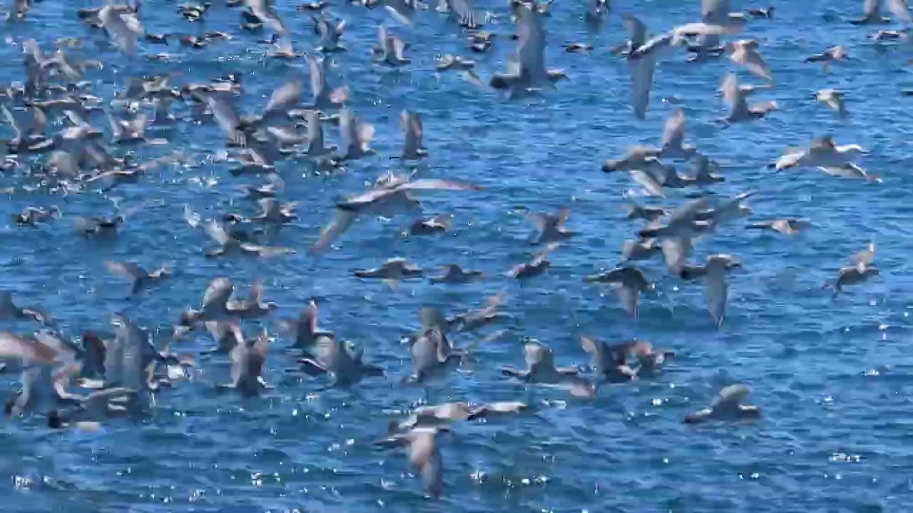 Thousands of Fairy Prion in a feeding workup at The Petrel Station, Nov 2021 - Tutukaka, New Zealand