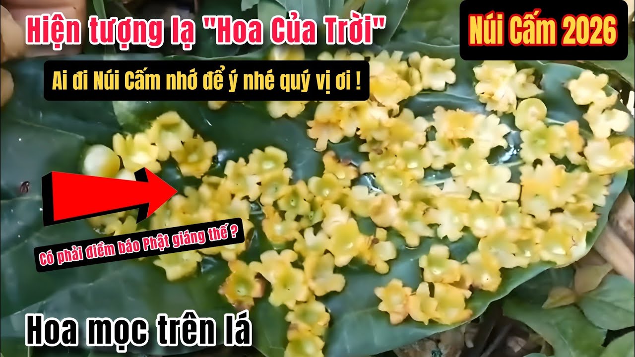 Hoa của Trời có phải điềm báo Phật giáng thế ? Tin vui tại Núi Cấm 2026