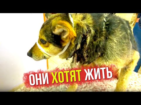 Приют для бездомных