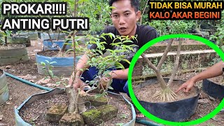 HOW MUCH DOES ANTING PUTRI BONSAI WITH ROOTS LIKE THIS COST???