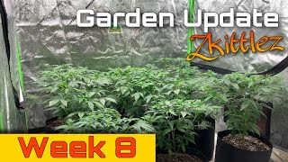 Grow Update - Week 8 ZkittleZ