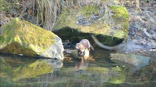 Visón americano, american mink en el río Tea, Mondariz-Balneario
