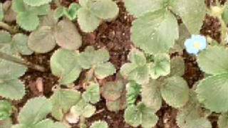 Strawberries in grow box time lapse (2 weeks)