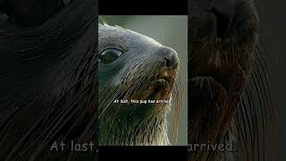I don't know why the little seals turned and headed inland. #wildlife #animals #shorts