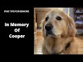 In Memory of Cooper