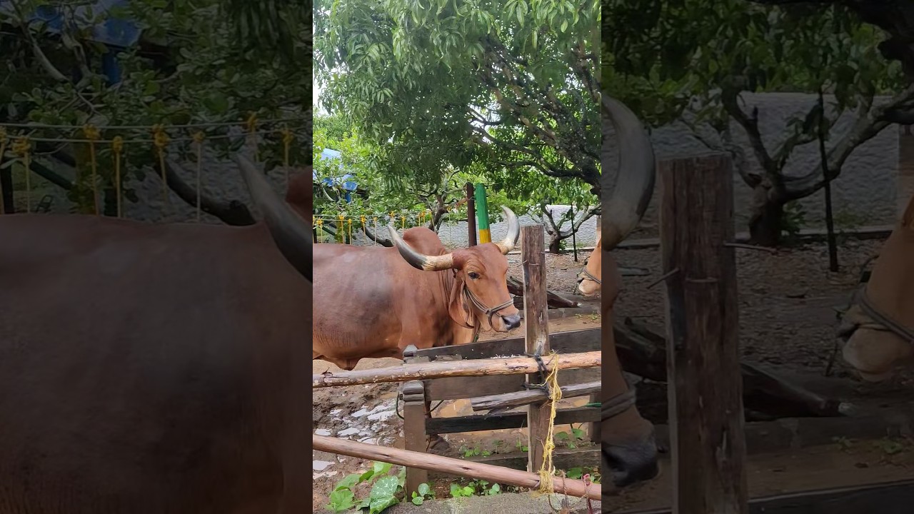 Scary Cow Video | Cow Videos 🐮🐄 | Farm Cows | Cattle Video 