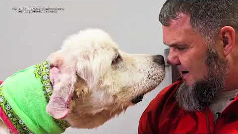 Georgia Sheep Dog Heroically Saves Flock From A Dozen Coyotes