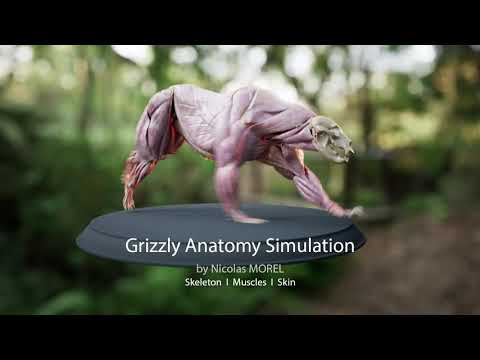 Grizzly Bear anatomy Muscles 3D Animation