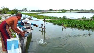 WARGA HEBOH!! SAMPAI KELUAR RUMAH SAYA MANCING DAPAT IKAN MAS MONSTER DI DEPAN RUMAHNYA