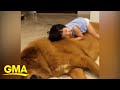 Toddler crawls all over huge family dog, showing yet again, we don’t deserve dogs l GMA Digital