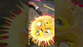 Harvesting red durian fruit from Kalimantan #shorts #viral #uniquefacts #fyp