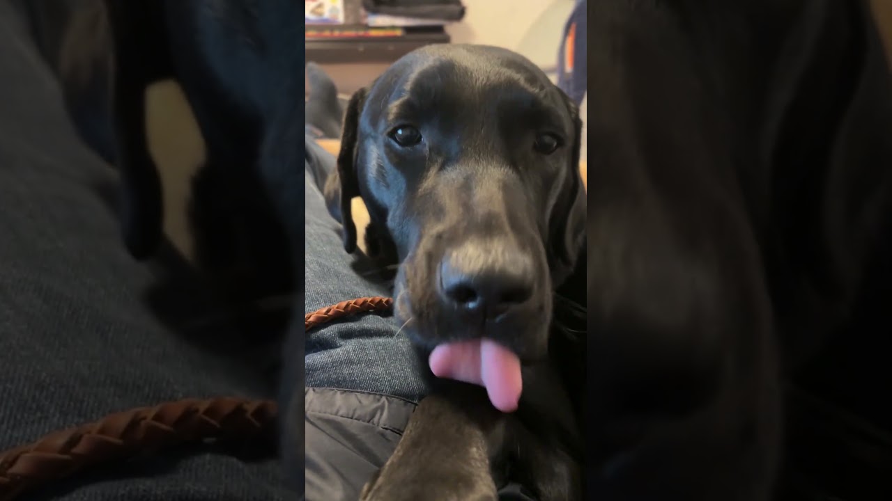 【ラブラドールレトリバー】　レイくん　