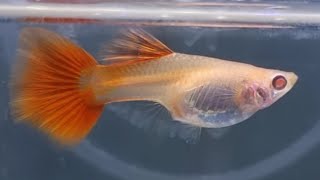 RED EYE GUPPY Fish Giving Birth For the first time