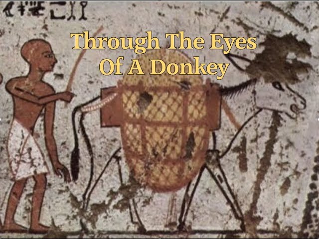 Through The Eyes Of A Donkey...