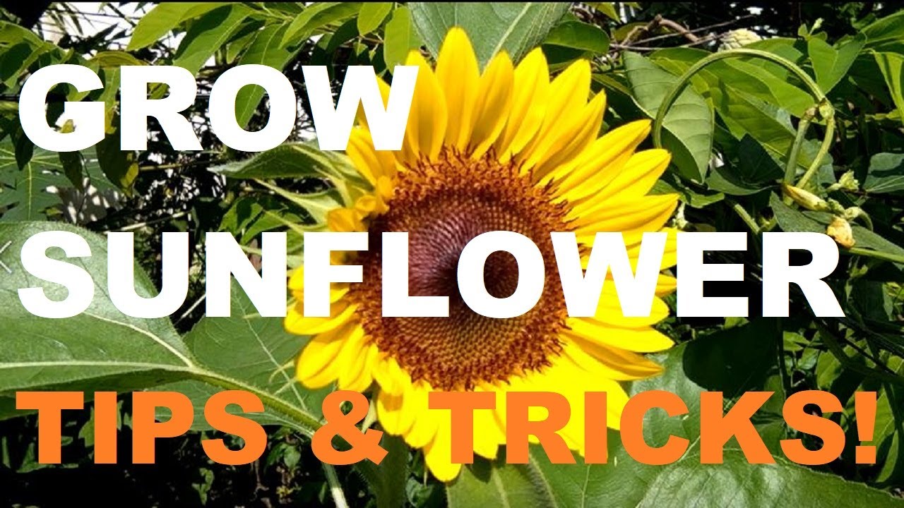 Grow Sunflower Gardening Philippines