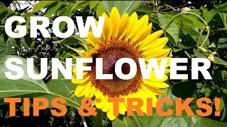 HOW TO GROW SUNFLOWER | GARDENING PHILIPPINES