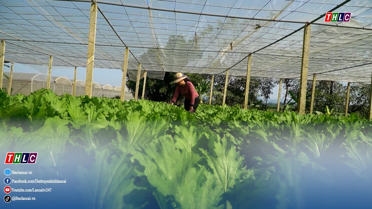 Quy Mông: Phát triển nông nghiệp xanh gắn với giữ gìn bản sắc văn hóa | THLC