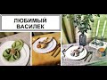 ЛЮБИМЫЙ ВАСИЛЕК😻Шикарный заказ👍показываю много красоты🌹