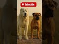 Alabai vs Boerboel – Which Giant Guardian Protects Better?