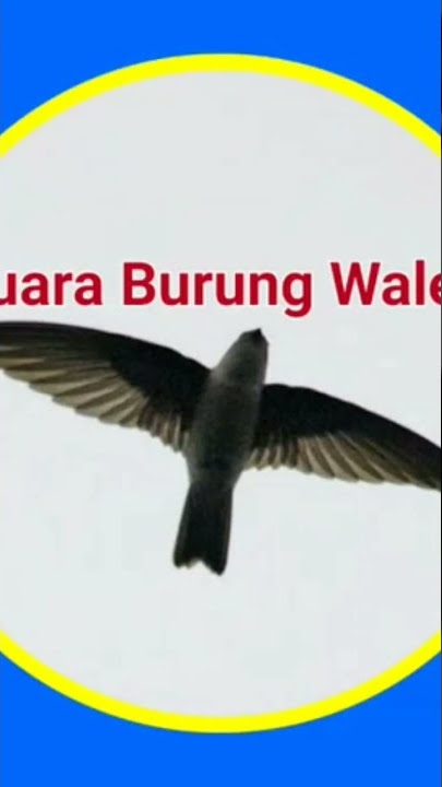 Suara walet Jantan