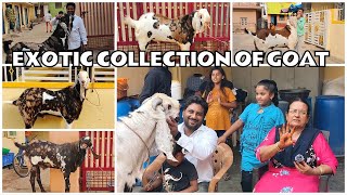 EXOTIC COLLECTION OF GOAT FOR SALE - DODDA BALAPUR - NEAR BANGALORE - 9901783677