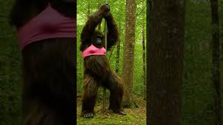 Im In Love With A Stripper