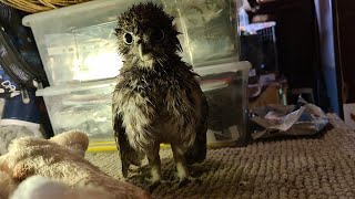 Wet beautiful show-l! Little Owl Luchik and a small shower