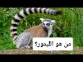 معلومات عن حيوان الليمور Lemur 