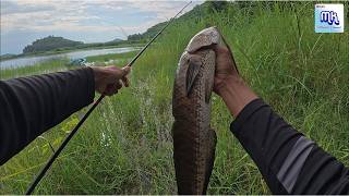 Success isn't about the gear: Snakehead fishing with soft plastic lures at Srinakarin Dam screenshot 5