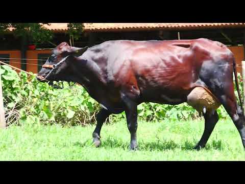 LOTE 70 RBB DINÂMICA LEGACY FIV 8794BU