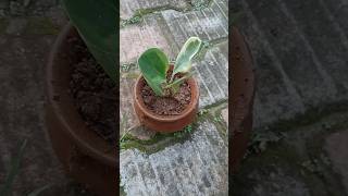 peperomia plant propagation #garden #plants