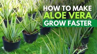 How To Make Aloe vera Grow Big Faster