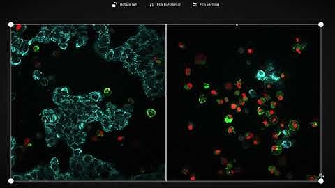 Adjusting Your Images in Labstep Workspace