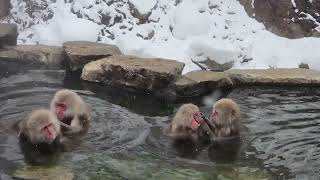 This is how snow monkeys' spa package looks like.