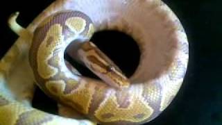 Ball Python Sweet Caramel Albino Female
